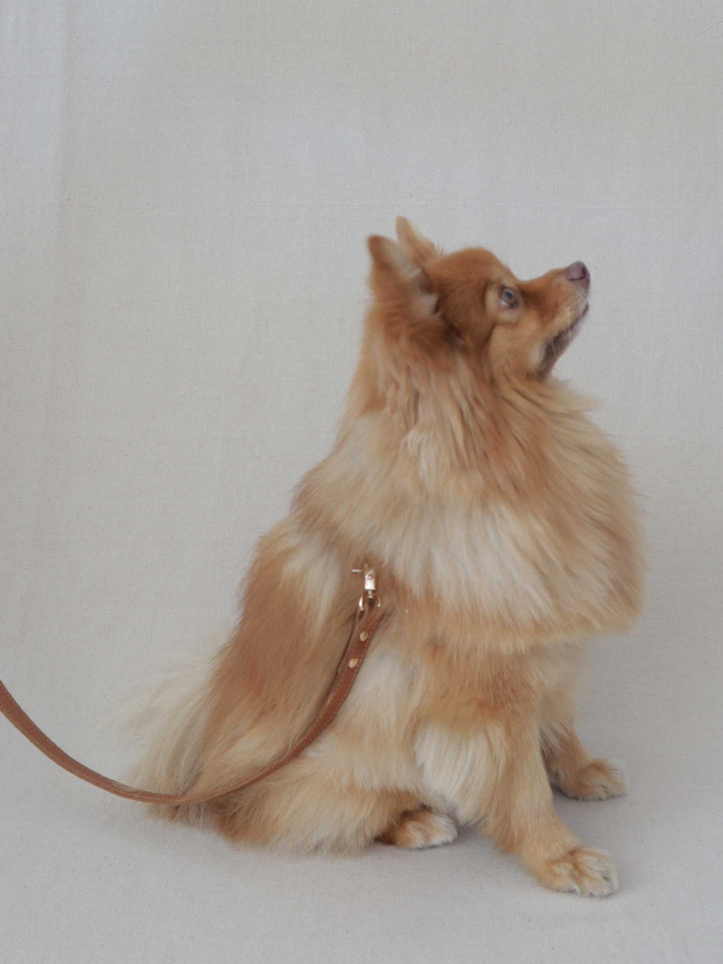 The Classic Leash